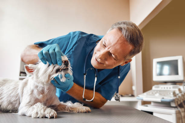 Best Tooth Infection Emergency Dentist  in Pittsville, MD